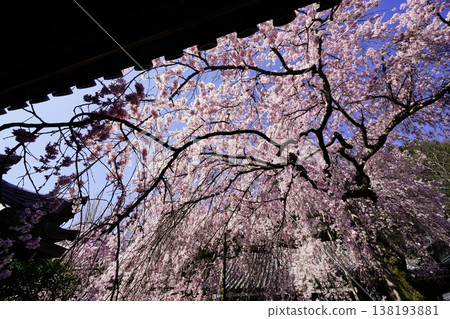 Scenery with cherry blossoms 138193881