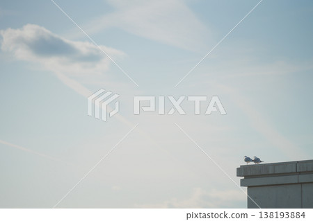 一隻黑頭鷗在建築物角落曬太陽。 138193884