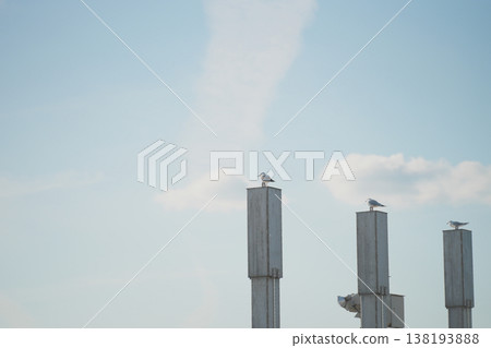 黑頭鷗在建築物頂部曬太陽 138193888