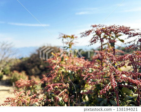 Japanese Andromeda japonica stands out against the blue sky. 138194021