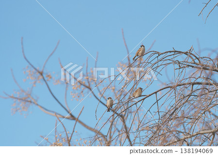 三隻麻雀棲息在樹枝上 138194069