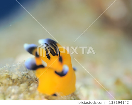 海蛞蝓（Hypselodoris festiva）的尾巴 138194142