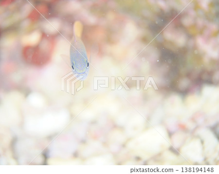 Fluffy Damselfish Fluffy Damselfish 138194148