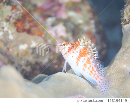珊瑚礁上的鷹魚 珊瑚礁上的鷹魚 138194149