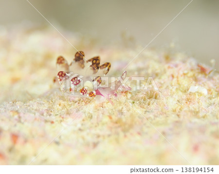 可愛的鱗片海蛞蝓 138194154