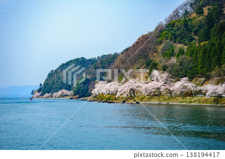 櫻花在Oku Biwako Kaizu Osaki 138194417