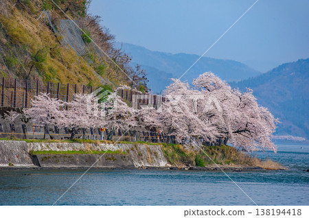櫻花在Oku Biwako Kaizu Osaki 138194418