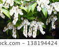 Andromeda (Pieris japonica) flowers and leaves 138194424