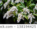 Andromeda (Pieris japonica) flowers and leaves 138194425