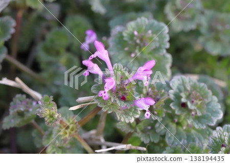Pink henbit flowers blooming on the roadside in early spring 138194435