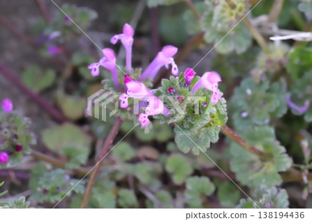 Pink henbit flowers blooming on the roadside in early spring Pink henbit flowers blooming on the roadside in early spring 138194436