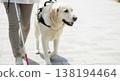 A visually impaired person spending time with their guide dog in a park. A visually impaired person spending time with their guide dog in a park. 138194464