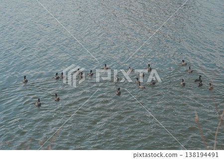 一群白骨頂雞突然開始遊走。 138194491