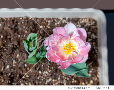 Tulips grown in planters, with a pink gradient. Tulips grown in planters, with a pink gradient. 138194512
