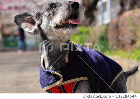 Cherry blossoms in Toda City, half in bloom, and a Schnauzer 138194544