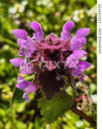 Detailed texture of a Lamium purpureum petals and leaves. Detailed texture of a Lamium purpureum petals and leaves. 138194590