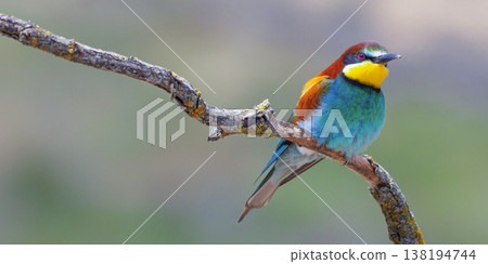 Bee-eater, Spain Bee-eater, Spain 138194744