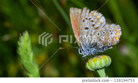 Gossamer-winged Butterfly, Sierra de Guadarrama National Park, Spain, Gossamer-winged Butterfly, Sierra de Guadarrama National Park, Spain, 138194753