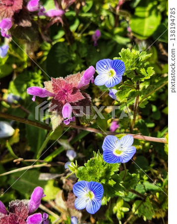 Veronica persica and Lamium purpureum blooming in spring. 138194785