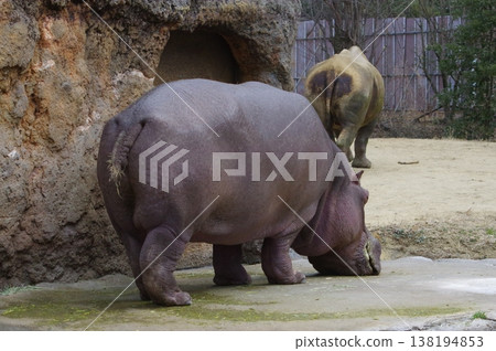 Adorable hippo Adorable hippo 138194853