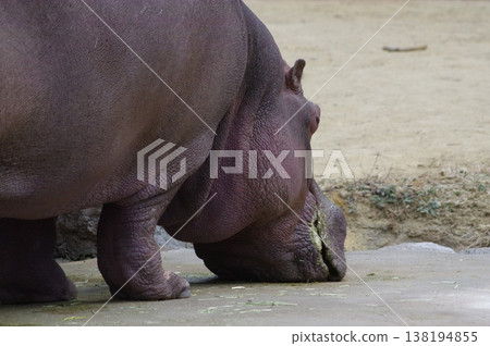 Adorable hippo Adorable hippo 138194855