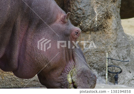 Adorable hippo 138194858