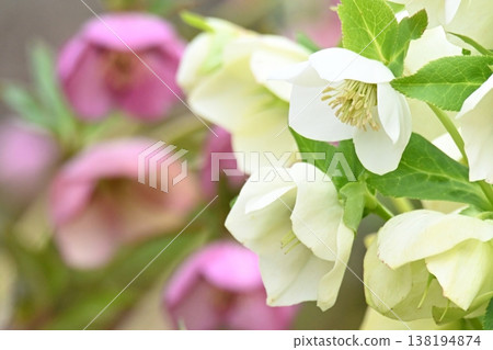 聖誕玫瑰鮮花 聖誕玫瑰鮮花 138194874