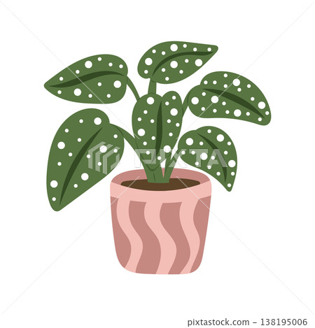 Indoor houseplant with spotted leaves in pink ceramic pot 138195006
