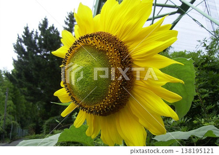 Large sunflower flower 1 Large sunflower flower 1 138195121