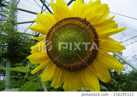 Large sunflower flowers 2 138195122