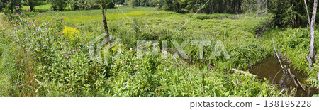 flourishing wet pasture 138195228