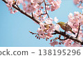 一隻繡眼鳥棲息在河津櫻花枝上，背景是蔚藍的天空。 138195296