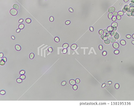 Yeast used in bread fermentation Yeast used in bread fermentation 138195336