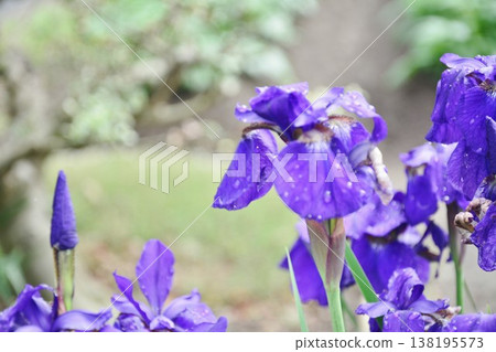 Iris flower Iris flower 138195573