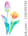 Watercolor illustration of two tulips - clipart 138195745