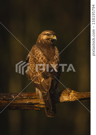 Common buzzard looks back on broken branch Common buzzard looks back on broken branch 138195794