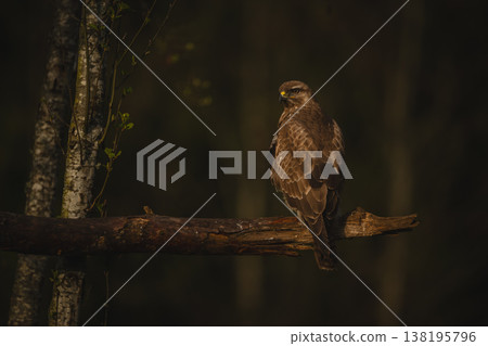 Common buzzard looks round on broken branch Common buzzard looks round on broken branch 138195796