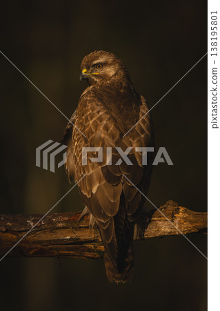 Common buzzard on broken bough with catchlight Common buzzard on broken bough with catchlight 138195801