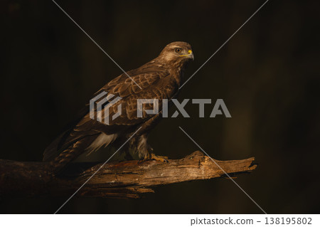 Common buzzard on broken branch turns head Common buzzard on broken branch turns head 138195802