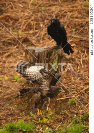 Common buzzard passes common raven on stump Common buzzard passes common raven on stump 138195804