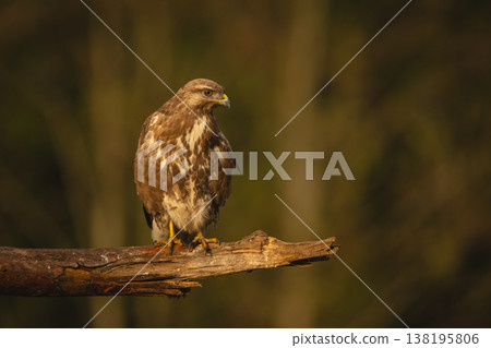 Common buzzard stares down from broken branch Common buzzard stares down from broken branch 138195806