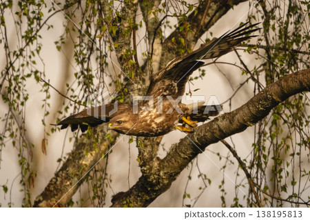 Common buzzard taking off from leafy tree Common buzzard taking off from leafy tree 138195813