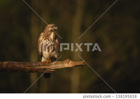 Common buzzard turns head on broken branch Common buzzard turns head on broken branch 138195818