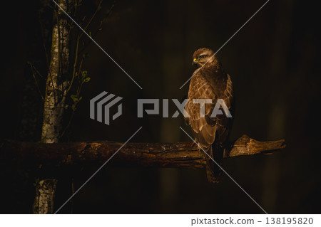 Common buzzard with catchlight on broken bough Common buzzard with catchlight on broken bough 138195820