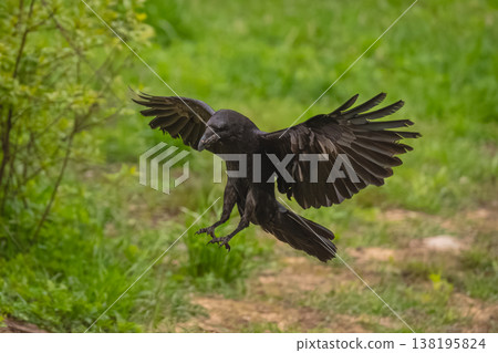 Common raven flares wings landing by bush Common raven flares wings landing by bush 138195824