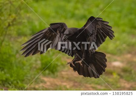 Common raven flares wings landing on grass 138195825