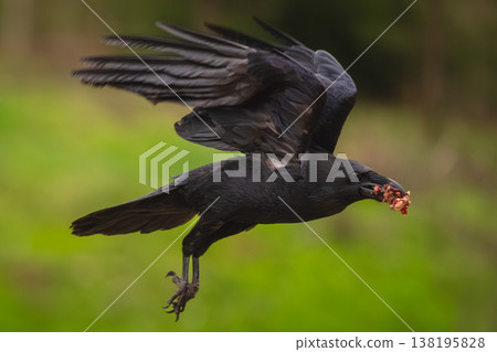 Common raven flies holding food in beak Common raven flies holding food in beak 138195828