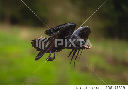 Common raven flies over grass holding food Common raven flies over grass holding food 138195829