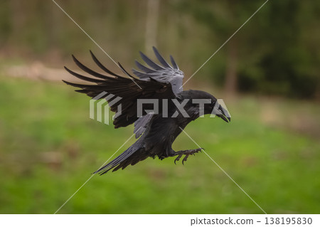 Common raven flies over grass lifting wings Common raven flies over grass lifting wings 138195830