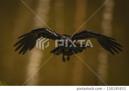 Common raven flies over lake spreading wings Common raven flies over lake spreading wings 138195831